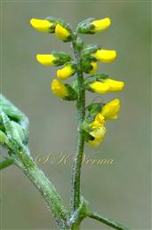  Inflorescence